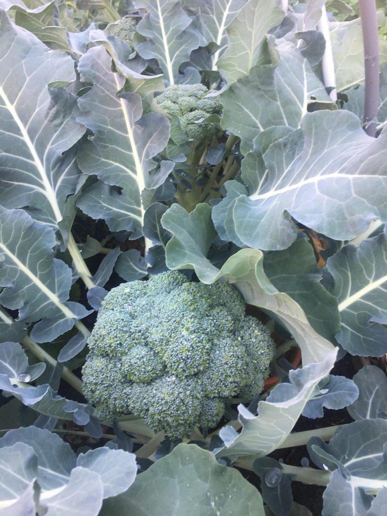 oogstbare broccoli