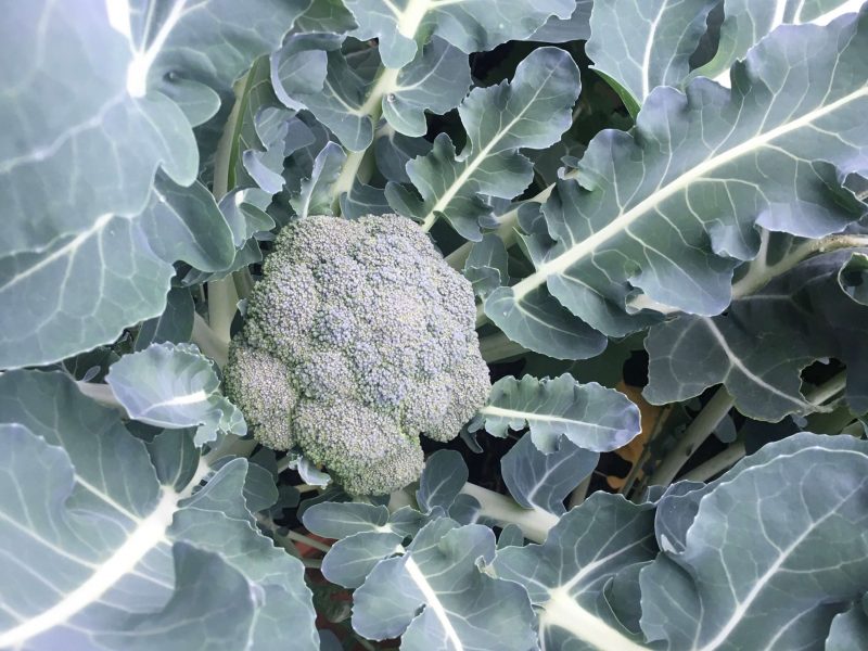 volgroeide broccoli 160620